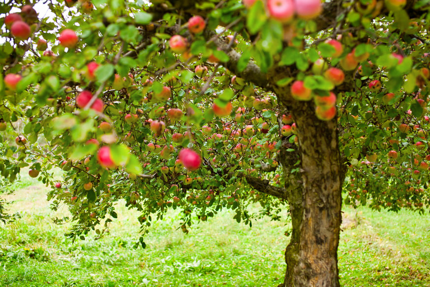 Apple Trees Orchard