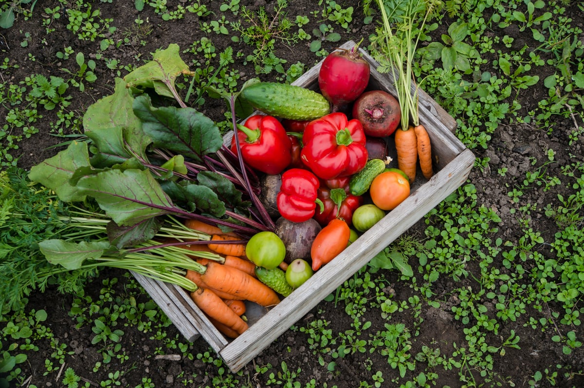 vegetables in the garden